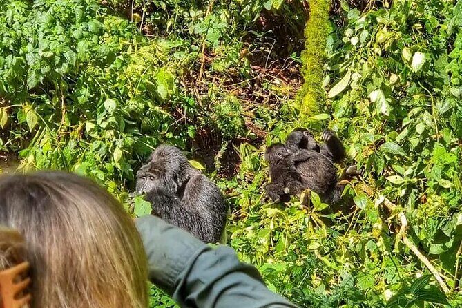 3-Day Private Guided Gorilla Trekking Uganda and Batwa Experience - The Itinerary: What to Expect and Why It Matters