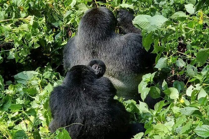 3-Day Private Guided Gorilla Trekking Uganda and Batwa Experience - Who Should Book This Tour?