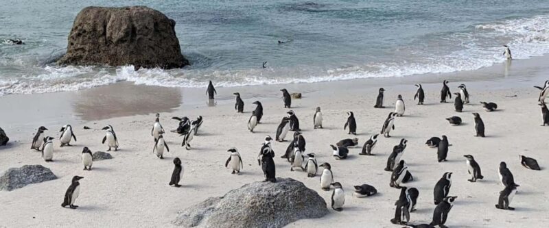 3-Day Private Guided Tour to Cape Town's Top Attractions - Day 1: Penguins, Cape Point, and the Cape of Good Hope