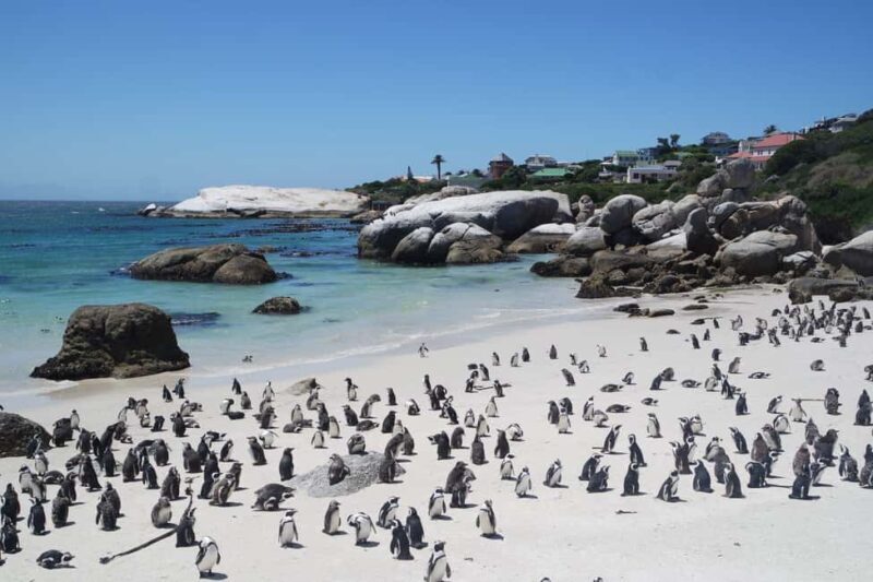 3-Day Private Guided Tour to Cape Town's Top Attractions - Day 2: The Winelands and Gourmet Experiences