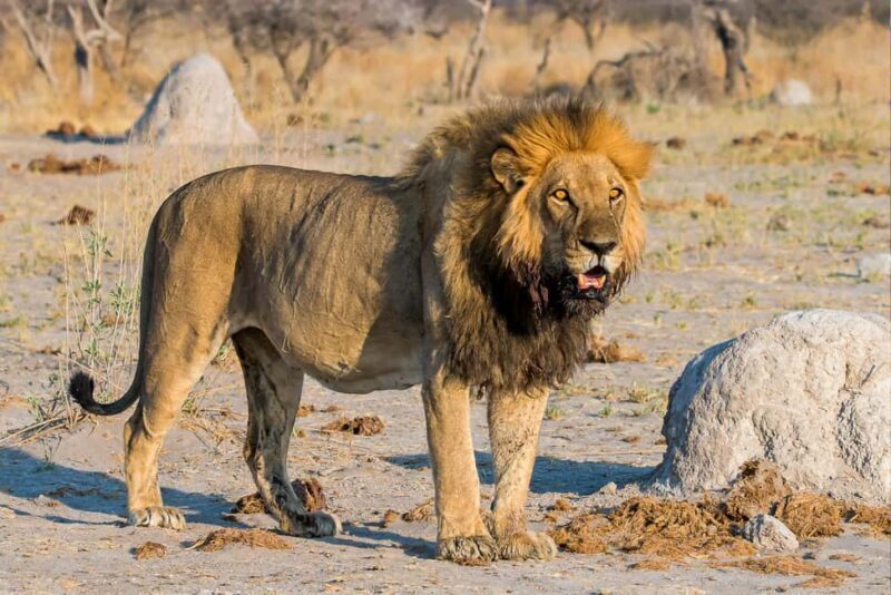3-Day Private Midrange Serengeti Ngorongoro Tour with Flight - Key Points