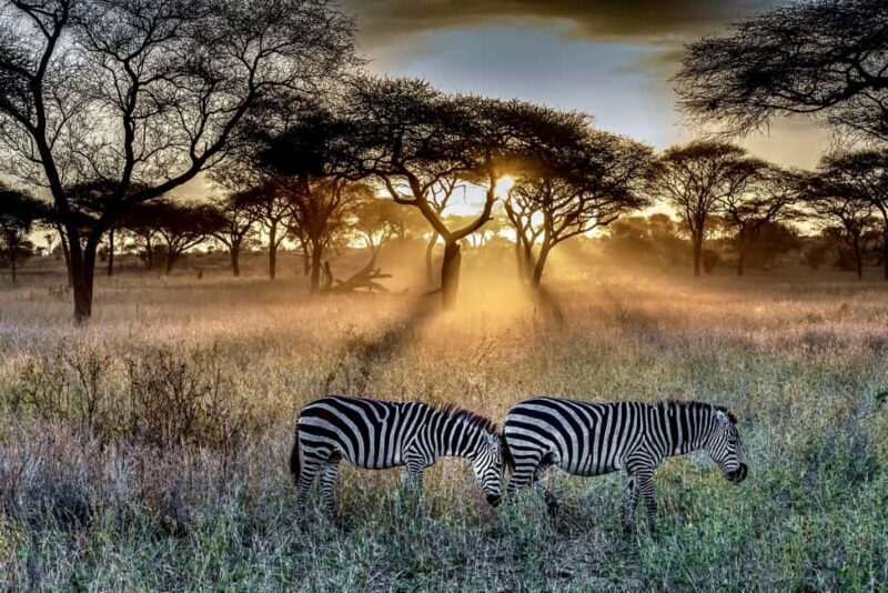 3-Day Private Midrange Serengeti Ngorongoro Tour with Flight - An Authentic Tanzanian Fly-In Safari in Just 3 Days