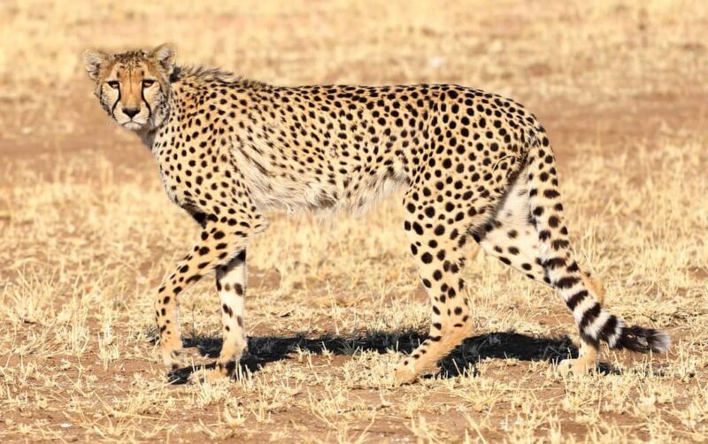 3-Day Private Midrange Serengeti Ngorongoro Tour with Flight - FAQ