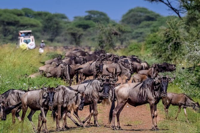 3 Day Private Safari in Serengeti and Ngorongoro National Park - FAQ