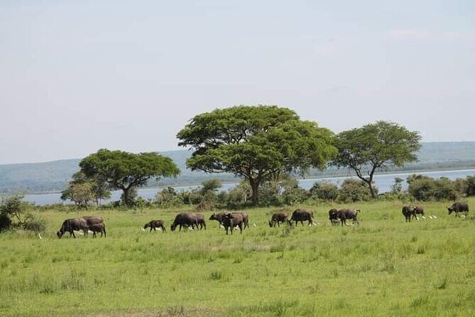 3-Day Private Safari of Murchison Falls National Park - Key Points