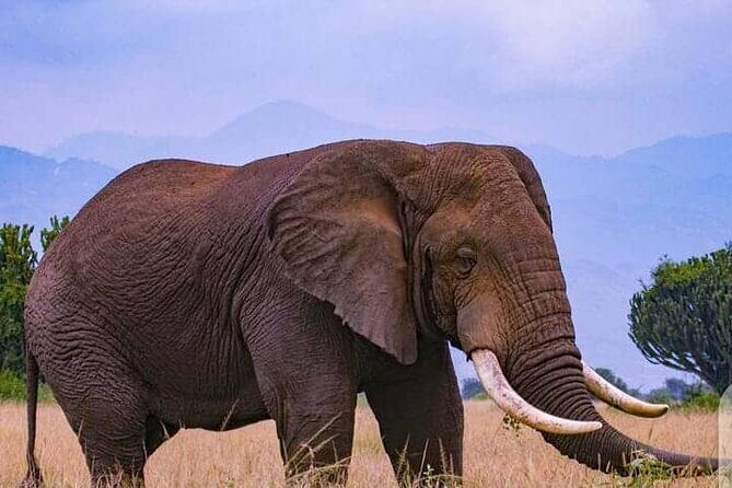 3-Day Private Safari of Murchison Falls National Park - Final Thoughts