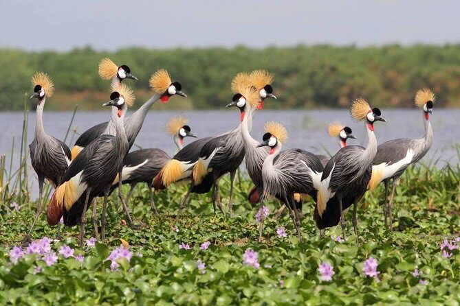 3 Day Private safari to Murchison Falls National Park with Big Five Experience - Key Points