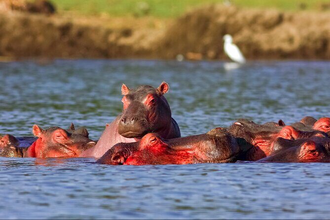 3 Day Private safari to Murchison Falls National Park with Big Five Experience - Practical Details and Considerations