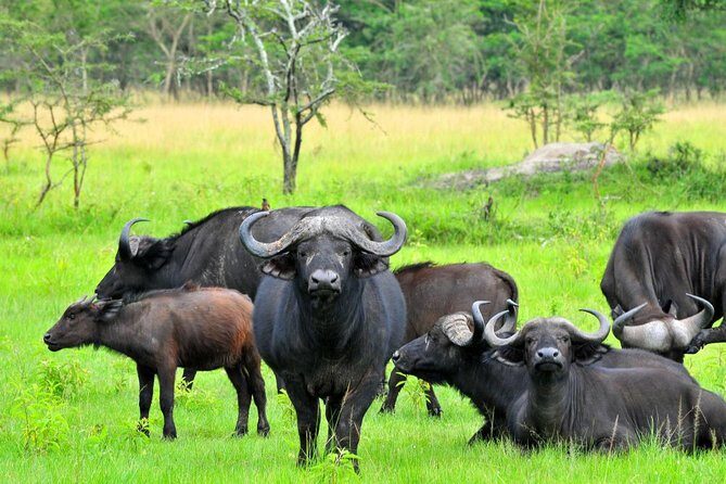 3 Day Private safari to Murchison Falls National Park with Big Five Experience - Final Thoughts