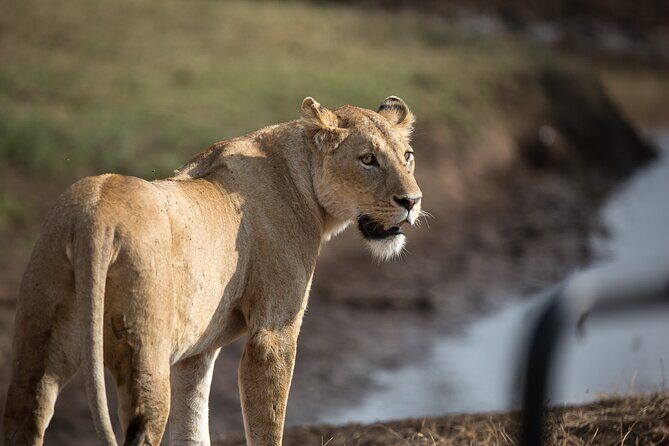 3 Day Private Serengeti Safari Tour with One Way Flight - Experience Quality and Guide Expertise: Why It Matters