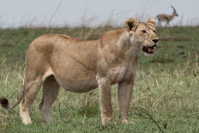 3 Day Private Serengeti Safari Tour with One Way Flight - The Sum Up: Who Will Love This Safari?