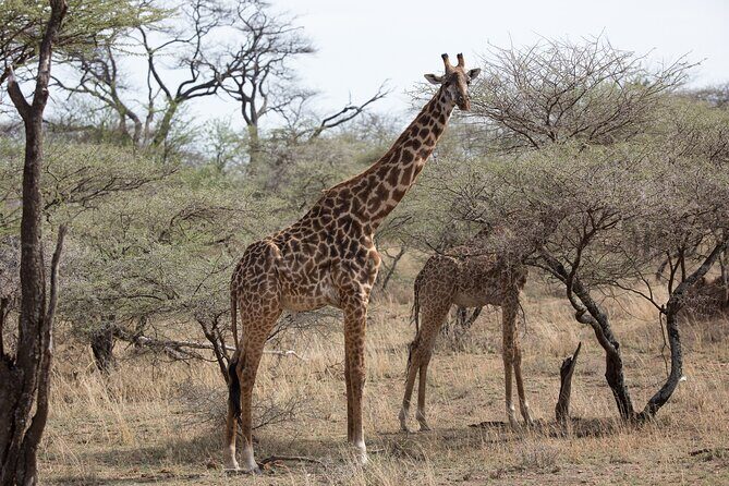 3 Day Private Serengeti Safari Tour with One Way Flight - FAQ: Common Questions about the 3-Day Serengeti Safari