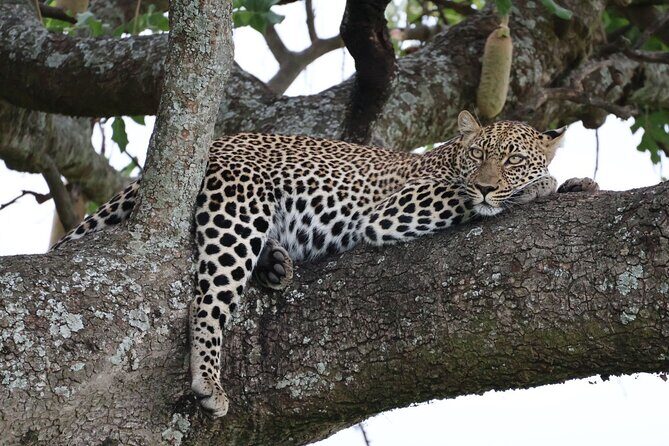 3 Day Private Tour in Maasai Mara with Lodge Luxury with Jeep - An In-Depth Look at the Maasai Mara Private Safari