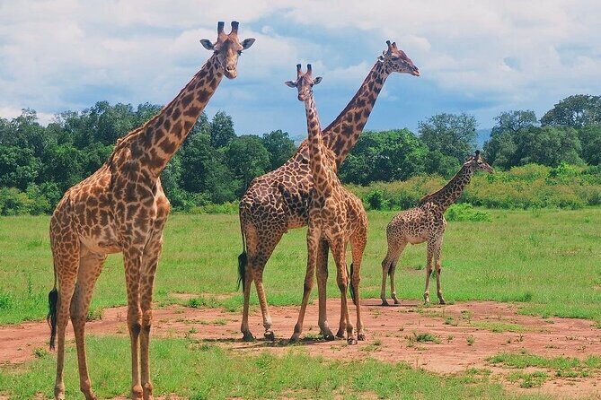 3-Day Private Tour in Tsavo West National Parks - Key Points