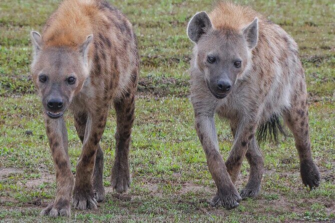 3-Day Private Tour in Tsavo West National Parks - An In-Depth Look at the Itinerary