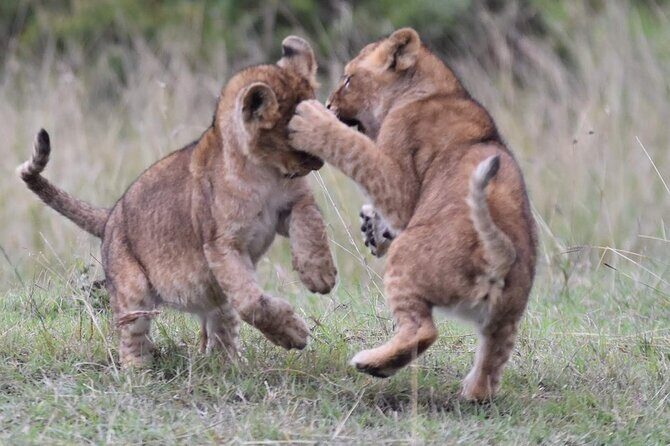 3-Day Private Tour in Tsavo West National Parks - Final Thoughts: Who Is This Tour Best For?