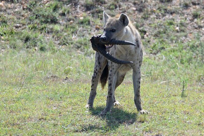 3-Day Private Tour in Tsavo West National Parks - To sum it up