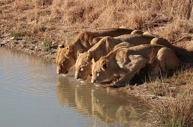 3 Day Private Tour of Gir Forest to Meet the Asiatic Lion - FAQ