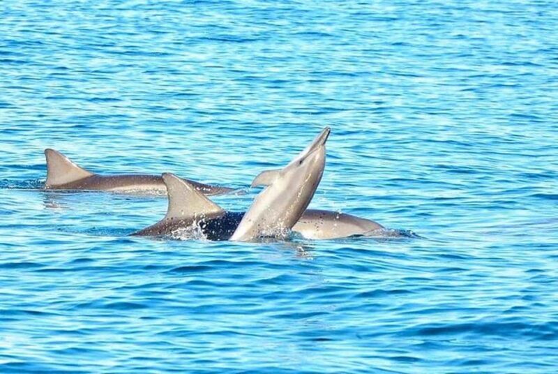 3-Day Private Tour of Mauritius with Optional Dolphin Swim - What Travelers Love & Consider