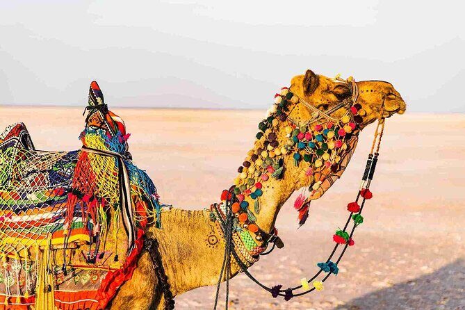 3 day private tour of Rann of Kutch from Ahmedabad - Introduction