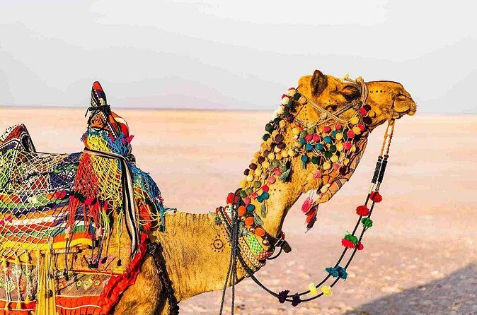 3 day private tour of Rann of Kutch from Ahmedabad - The Sum Up