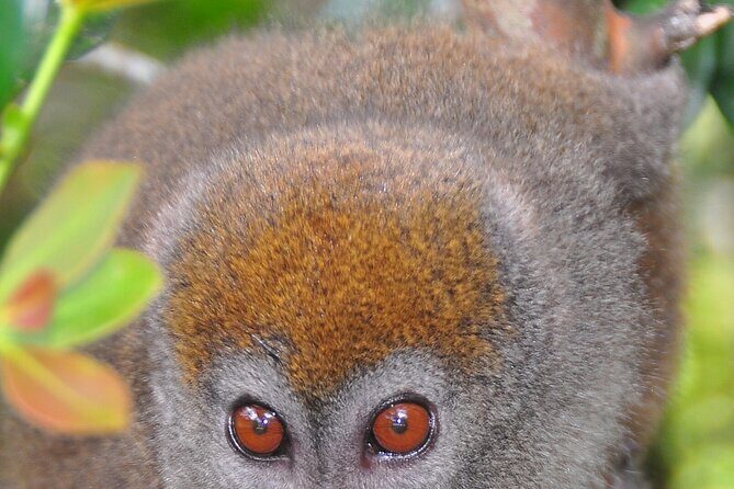 3-Day Private Tour to Andasibe National Park - Final Thoughts: Who Is This Tour Best For?