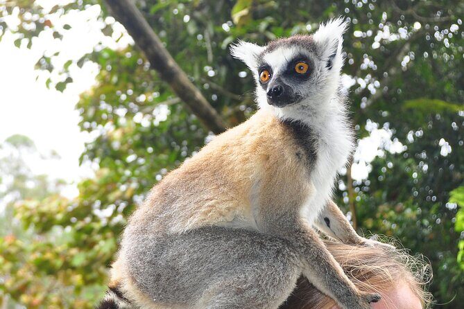 3-Day Private Tour to Andasibe National Park - FAQ