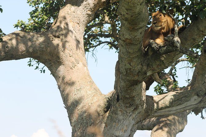 3-Day Queen Elizabeth and Chimpanzees-Join a Group! - Exploring the Daily Itinerary in Detail