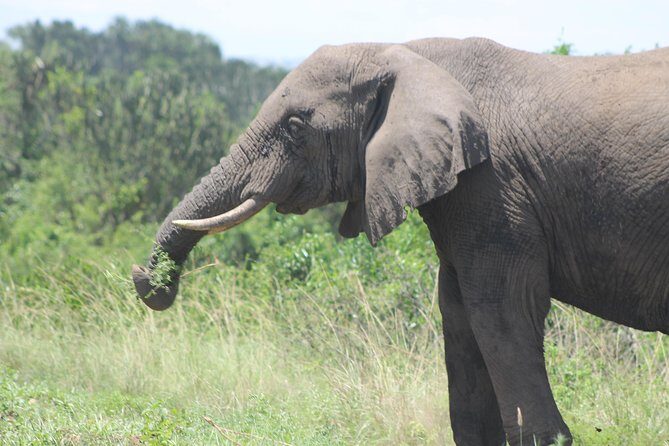 3-Day Queen Elizabeth and Chimpanzees-Join a Group! - Authentic Experiences and Hidden Gems