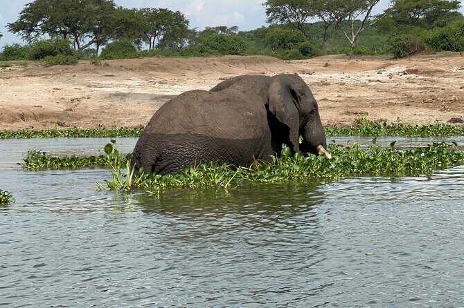 3 Day Queen Elizabeth National Park Budget Tour - The Authentic Experience: What Travelers Are Saying