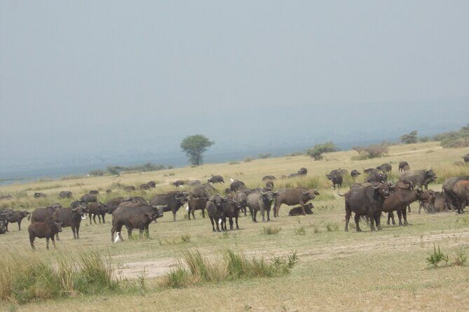 3-Day Queen Elizabeth safari - Exploring the Itinerary in Detail