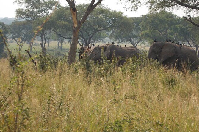 3-Day Queen Elizabeth safari - Who Is This Tour Best For?