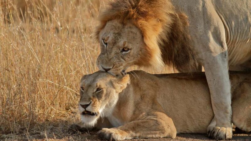 3-Day Queen Elizabeth Wildlife Safari - 3-Day Queen Elizabeth Wildlife Safari: An In-Depth Review