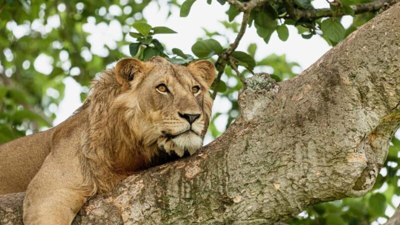 3-Day Queen Elizabeth Wildlife Safari - Detailed Breakdown of the Itinerary