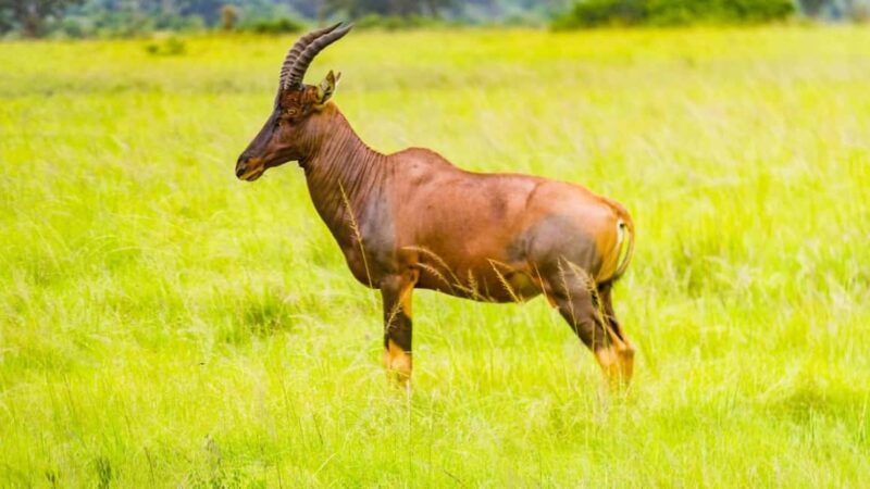 3-Day Queen Elizabeth Wildlife Safari - What Makes This Tour Special?