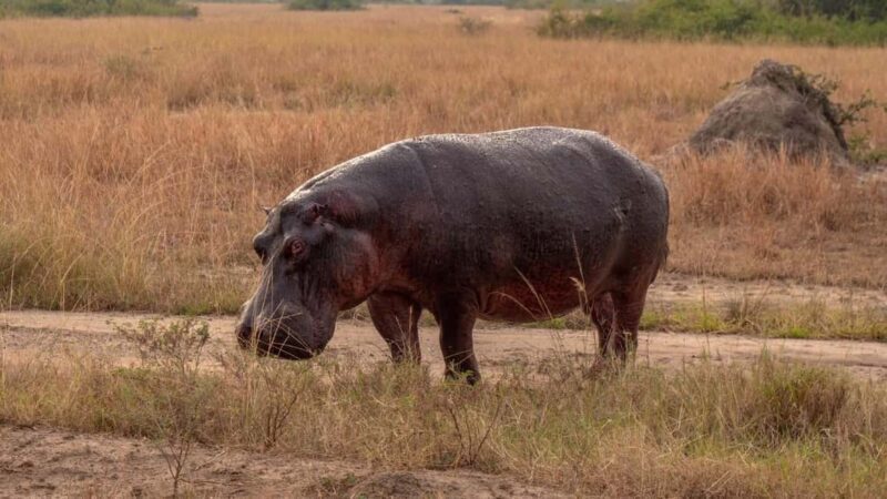 3-Day Queen Elizabeth Wildlife Safari - Pricing and Value