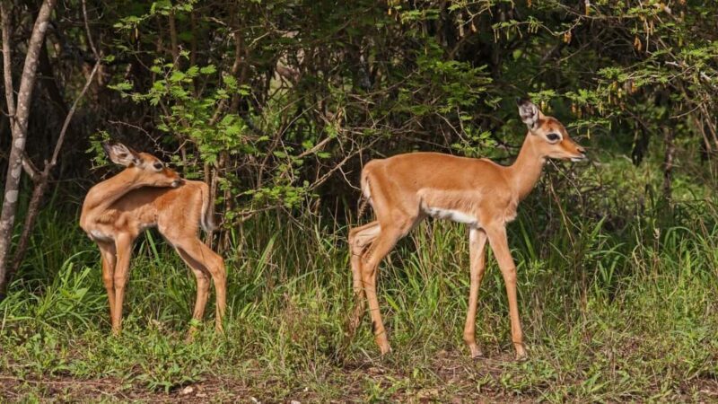 3-Day Queen Elizabeth Wildlife Safari - Practical Tips and What to Expect