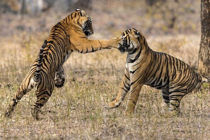 3-Day Ranthambhore Tiger Tour from Jaipur to Taj Mahal Agra ending in Delhi - A Closer Look at the Itinerary