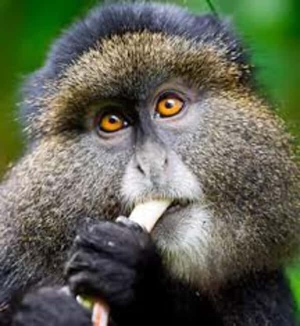 3-Day Rwanda Gorilla Safari and Golden Monkey Trek - Who Would Love This Tour?