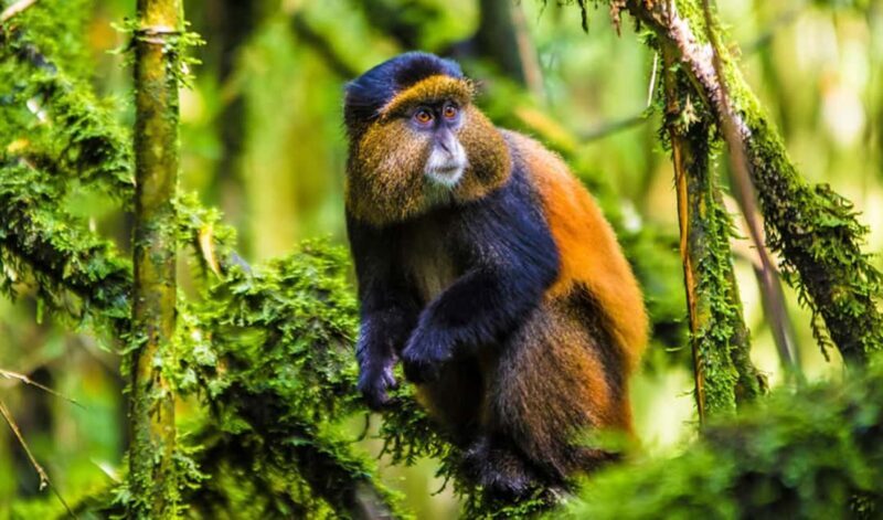 3-Day Rwanda Gorilla Safari and Golden Monkey Trek - Final Thoughts