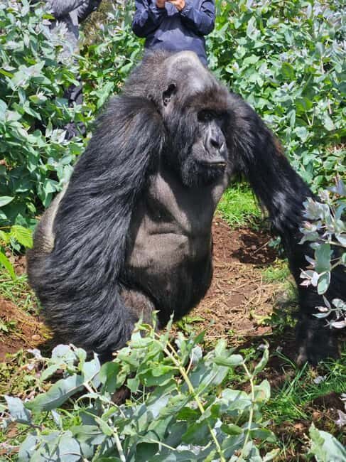 3-Day Rwanda Gorilla Safari and Golden Monkey Trek - FAQ