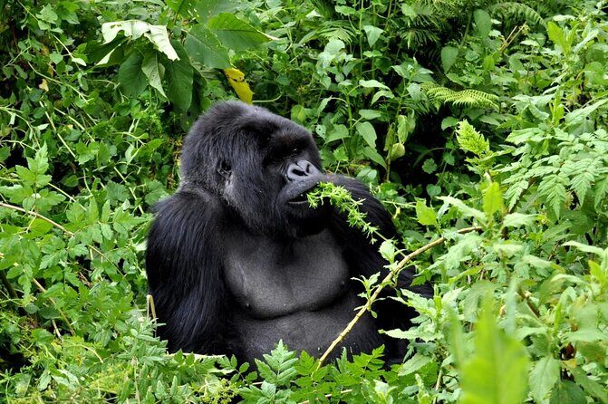 3-Day Rwanda Gorilla Safari - Key Points