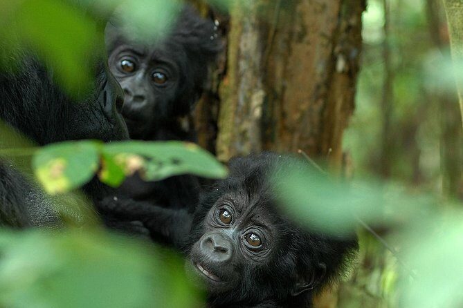 3-Day Rwanda Gorilla Safari - What Sets This Tour Apart?