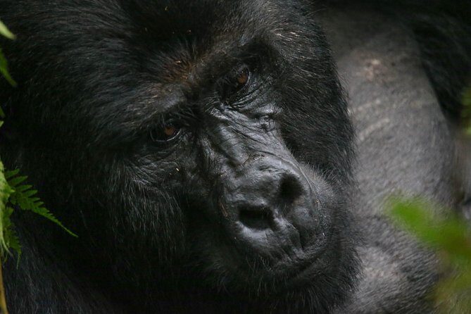 3-Day Rwanda Gorilla Safari - Practical Details: Transportation, Cost, and Tips