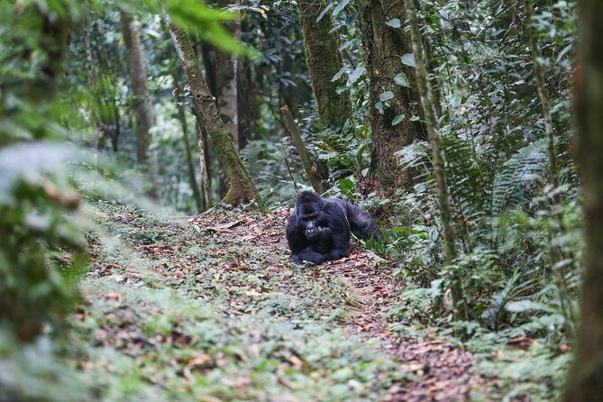 3-Day Rwanda Gorilla Safari - Final Thoughts: Is It Worth It?
