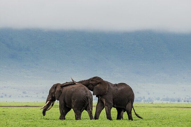 3 Day Safari Expedition from Arusha - Key Points