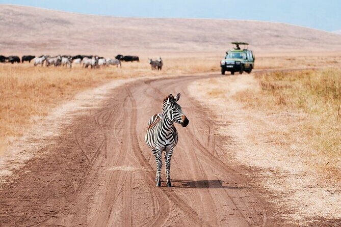 3 Day Safari Expedition from Arusha - The Itinerary Breakdown: What to Expect