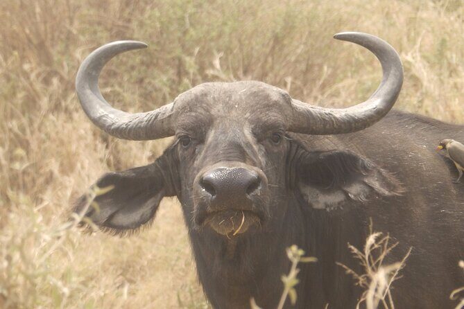 3 Day Safari from Arusha: Serengeti and Ngorongoro - Practical Details and Tips