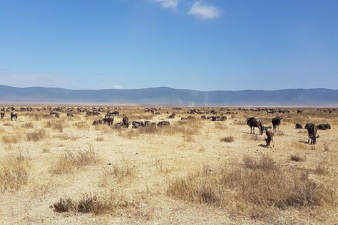3 Day Safari from Arusha: Serengeti and Ngorongoro - Summing Up: Who Is This Tour Best For?