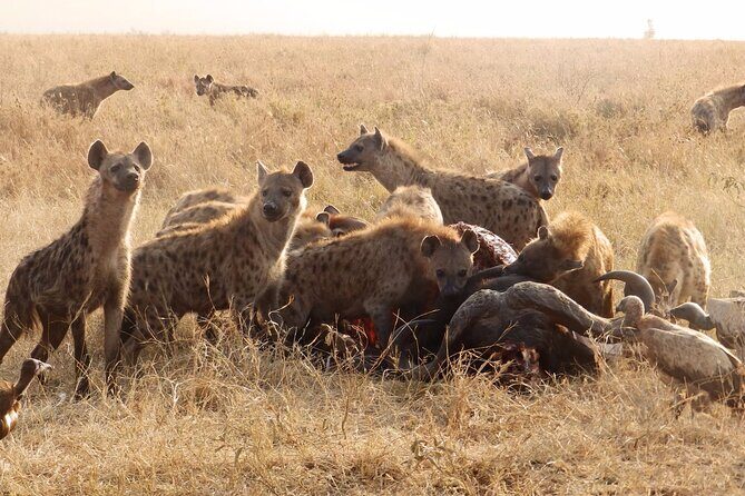 3 Day Safari from Arusha: Serengeti and Ngorongoro - Final Thoughts